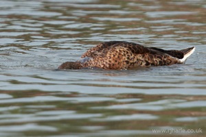 A Mallard Having a Wash