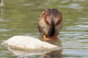 A Mallard Preening