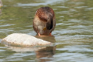 A Mallard Preening