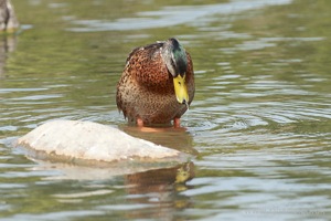 A Mallard Preening