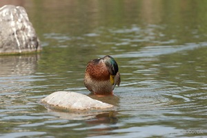 A Mallard Preening