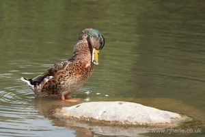 A Mallard Preening