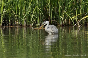 A Heron Fishing
