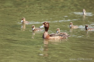 Mother and Ducklings