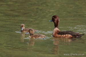 Mother and Ducklings