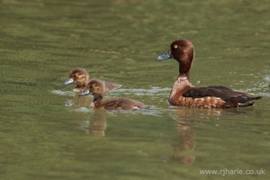 Mother and Ducklings
