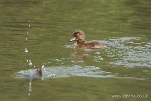 Duckling Ducks Under