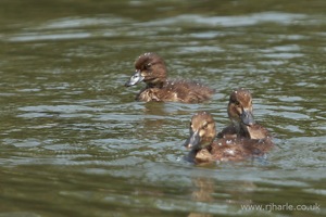 Family of Ducklings