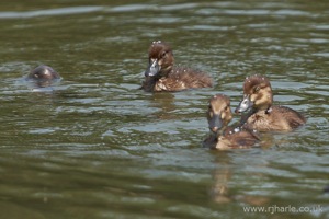 Duckling Reemerges [1 of 2]