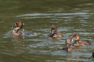Duckling Reemerges [2 of 2]