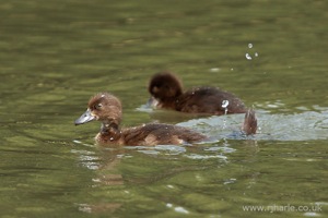 Submerged Duckling