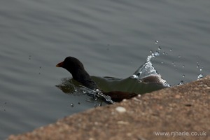 Dropping Back Into the Water
