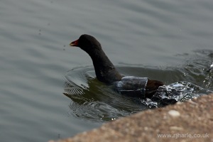 Dropping Back Into the Water