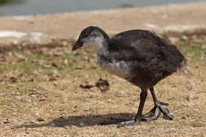 Suspicious Duckling Strutting