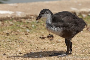 Suspicious Duckling Strutting