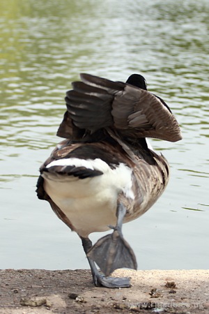 Goose Shows What He Thinks