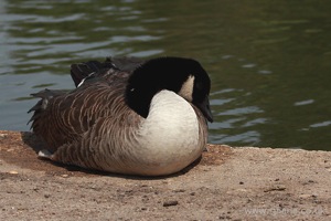 Goose Having a Siesta