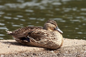 Dozing Mallard