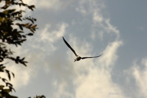 Gull Flies Overhead