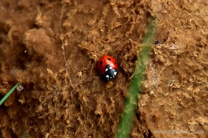 Ladybird