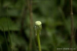 Headless Dandelion