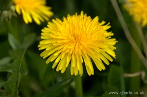Dandelion