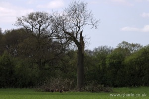 Storm-Damaged Tree