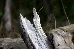 Storm-Damaged Tree