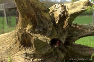 Damages Tree with Bonus Coke Can