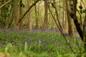 Bluebells