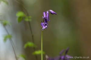 Bluebells
