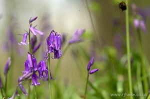Bluebells