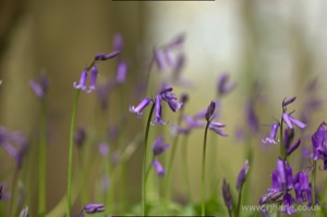 Bluebells