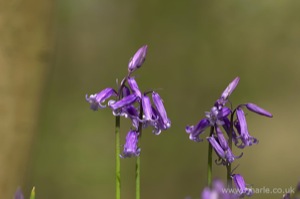 Bluebells