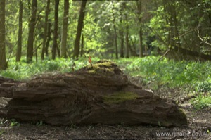 Tree Branch Across the Path