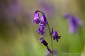 Bluebells