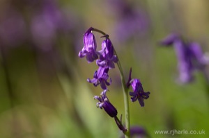 Bluebells