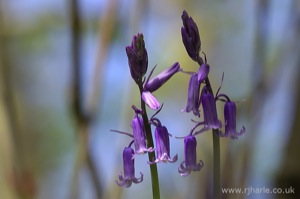 Bluebells