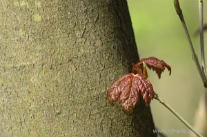 Red Leaf Against a Tree