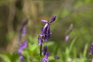 Bluebells
