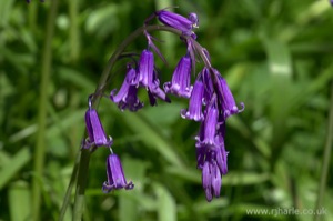 Bluebells
