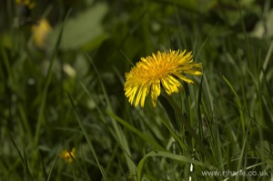 Dandelion in the Grass