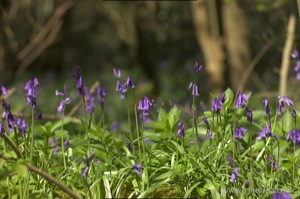 Bluebells