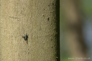 Greenbottle on a Tree