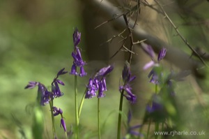 Bluebells