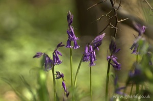 Bluebells