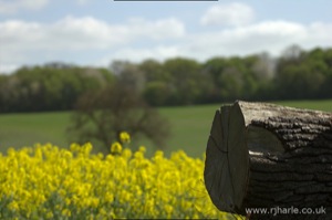 Tree Stump by Heartwood Forest