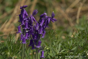 Bluebells