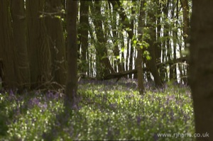 Bluebells