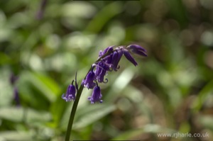 Bluebells